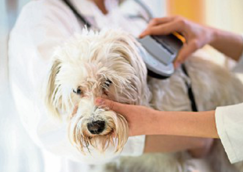 Get into good pet-ownership habits in 2025