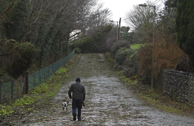 OPINION: In defence of our linear roadside forest