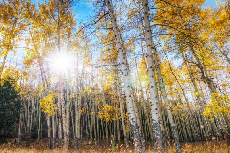 GARDENING:  A Poplar discovery 