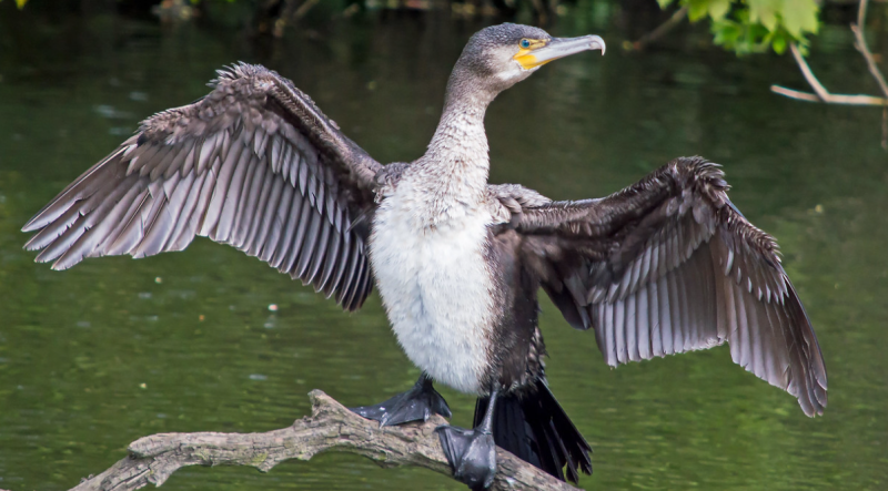 NATURE: Cormorants remain plentiful on Mayo’s inland waters
