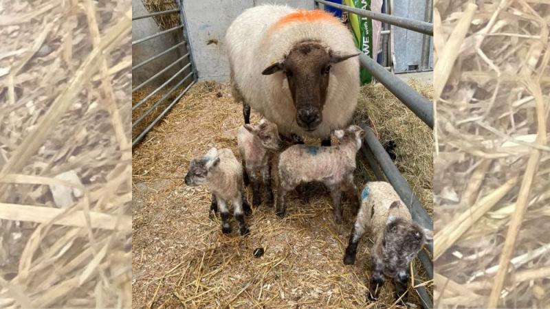 Remarkable Mayo ewe has her twentieth lamb in five years