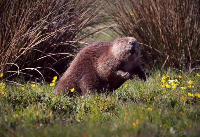 NATURE: Beaver fever brings real benefits