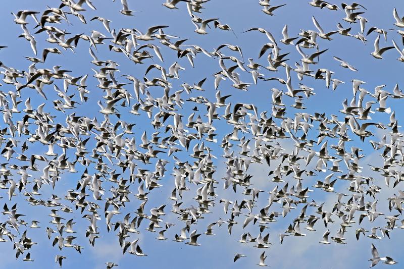 COUNTRY SIGHTS AND SOUNDS: Black-headed seagulls are back with a bang