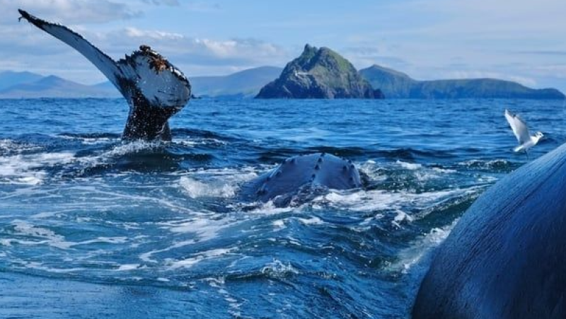 Mayo film group scoops award at international film festival