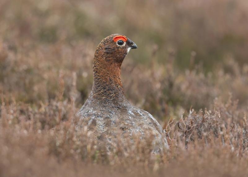 NATURE: Our famous grouse are worth protecting 