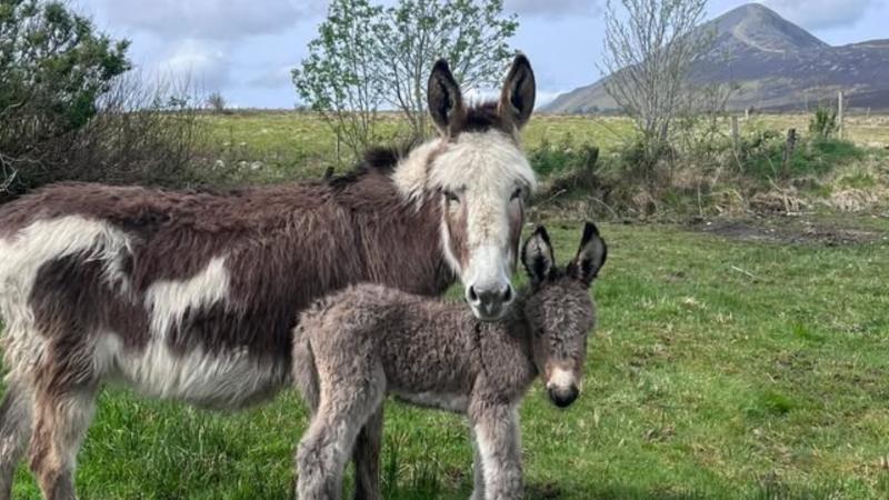 'A big ball of fluff' - Mayo farm welcomes first donkey baby 