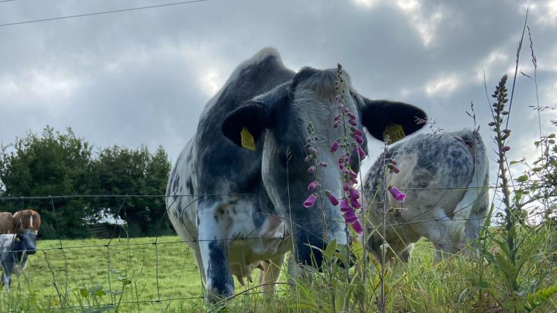 Cows in a field