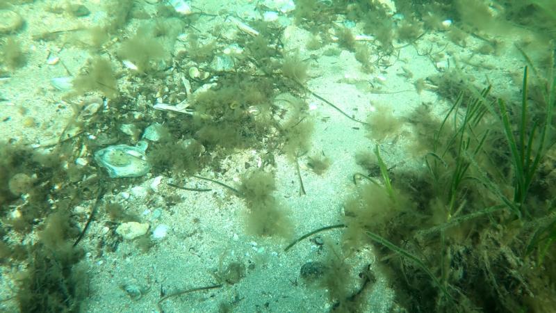 Seagrass damage in Elly Bay 