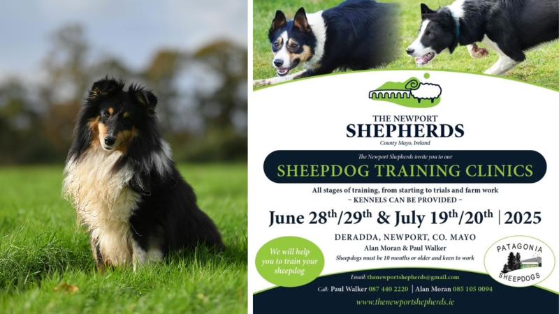 Two Mayo based men running sheepdog training clinic in West Mayo 