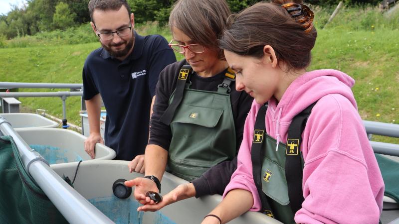 Endangered freshwater pearl mussel successfully bred at Mayo Marine Facility