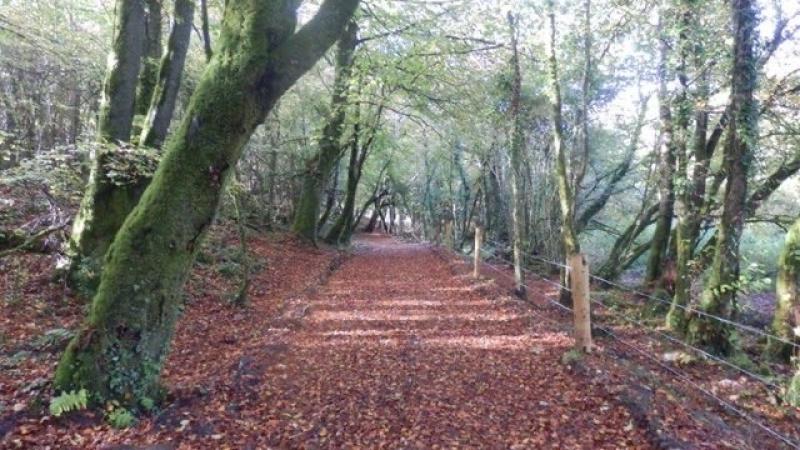 Popular part of Mayo greenway set to close for spell