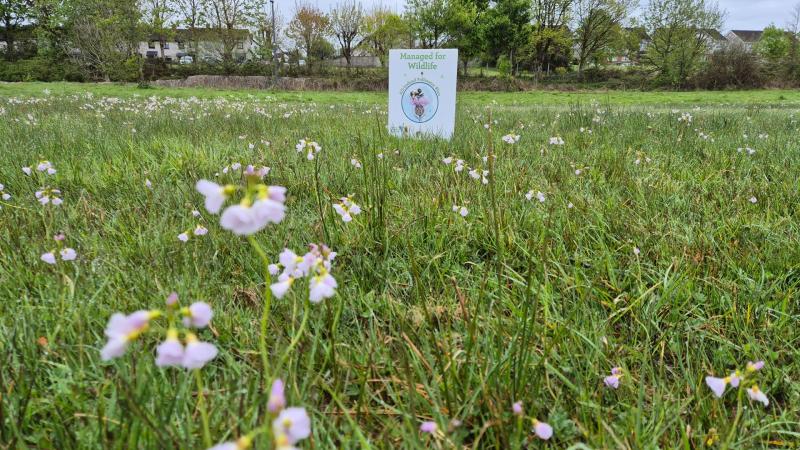 Mayo town park Biodiversity Enhancement Project in full bloom