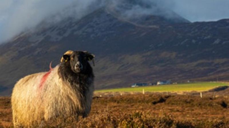 Mayo farmer wins sustainable livestock village photo competition at Tullamore Show