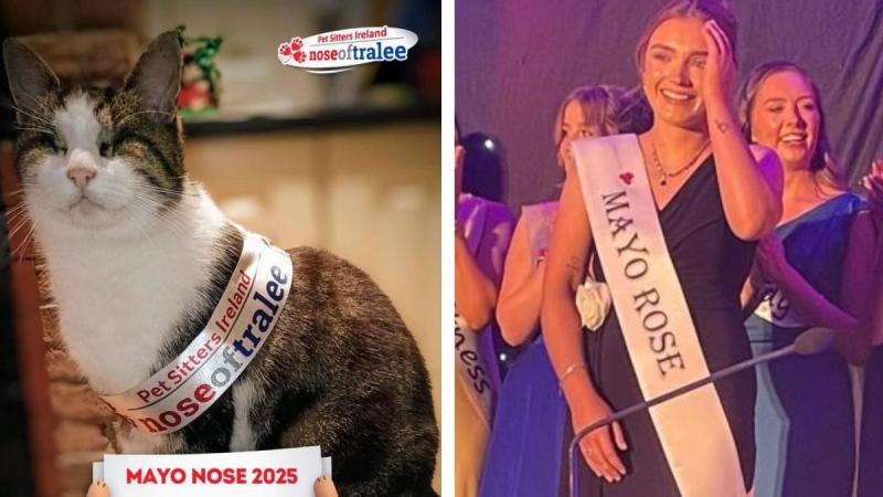 Mayo cat claims runner-up spot at national competition