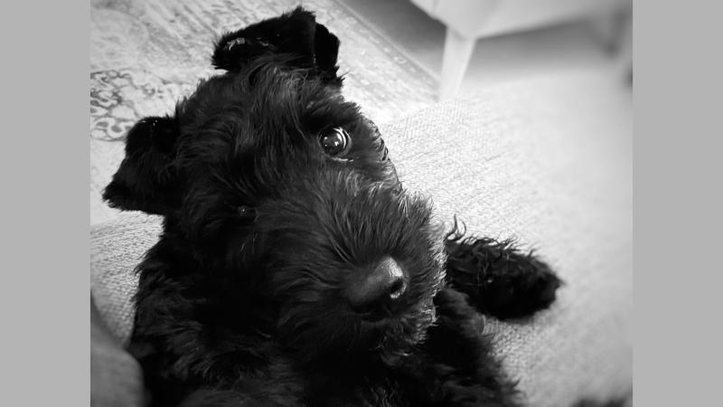 West Mayo Hotel named one of Ireland’s most dog friendly 