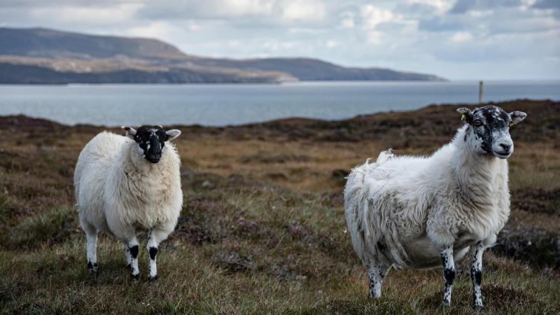 Mayo man announced as finalist in FBD Young Farmer of the Year Competition