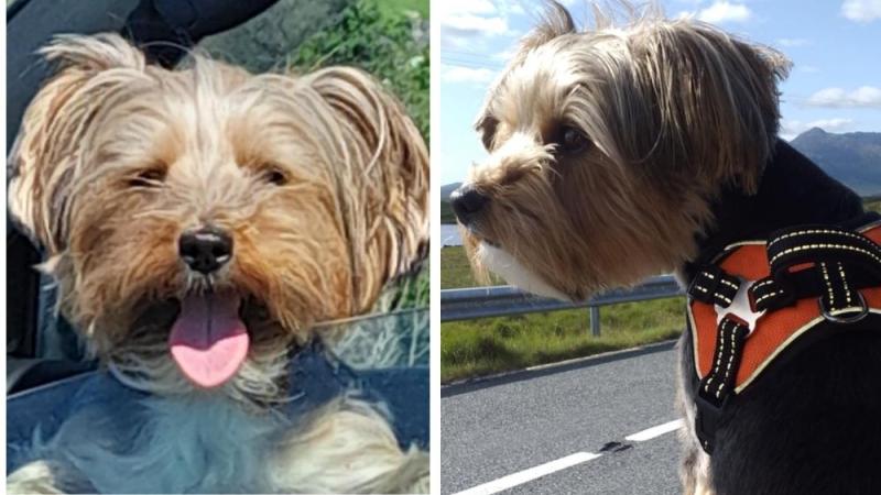 Grieving dog owner ‘blown away’ by West Mayo town’s kindness