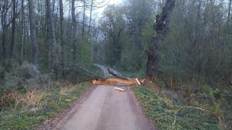 Storm Amy takes effect as multiple trees toppled around county