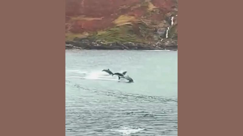 LOVELY: Dolphins off Mayo coast spotted and captured in wonderful video