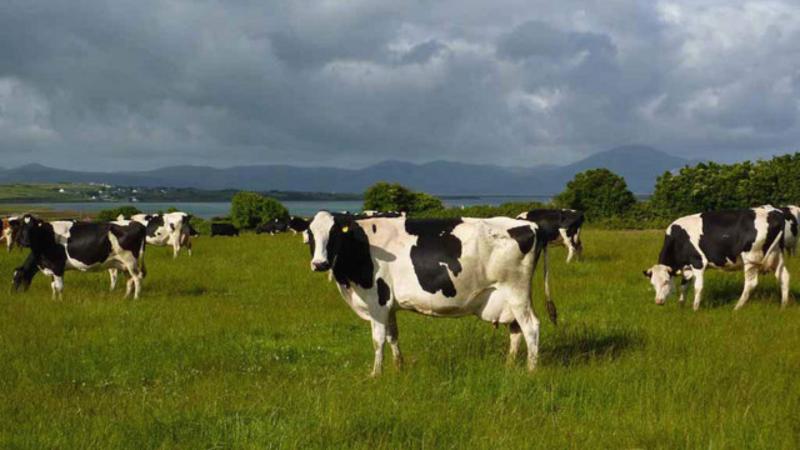 Farmers in Mayo to get payments through national dairy scheme