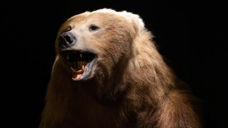 Brown bear to go on display at Turlough Park