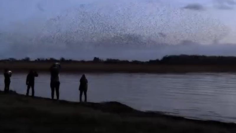 Amazing watch: Starling crowd in Mayo shows unreal formations 