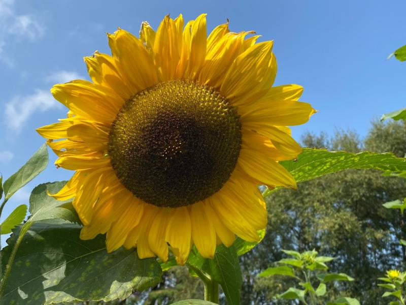 Sunflower Power! Mayo pupils to showcase exciting project at prestigious science event