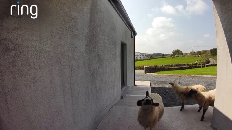 Ring doorbell captures surprising moment as flock of sheep visits Mayo home