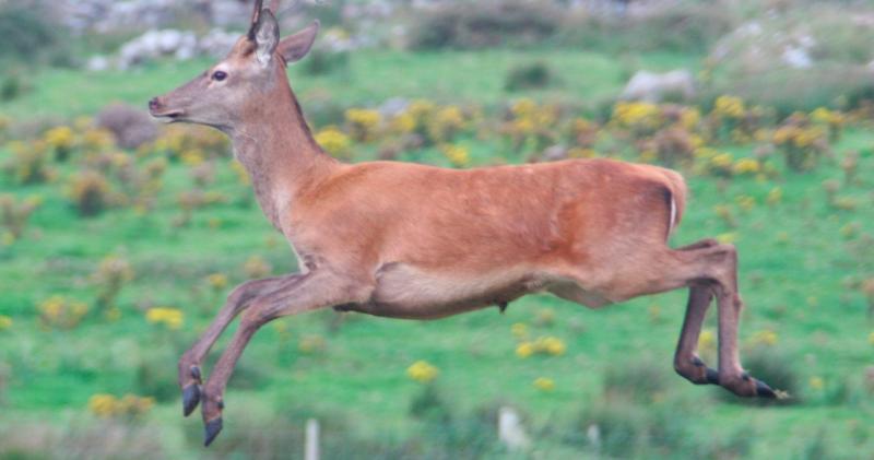 Wild deer causing serious road problems in West Mayo area
