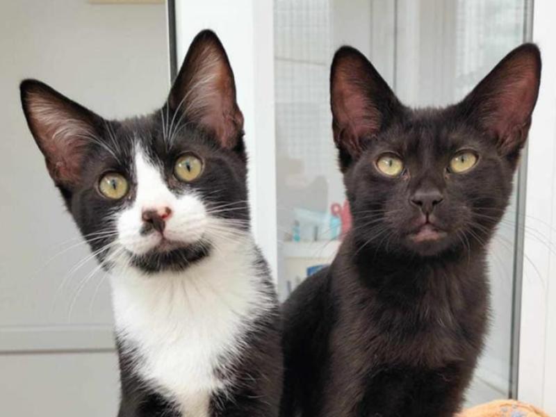 Mayo SPCA welcomes &euro;18,500 grant to support winter animal care