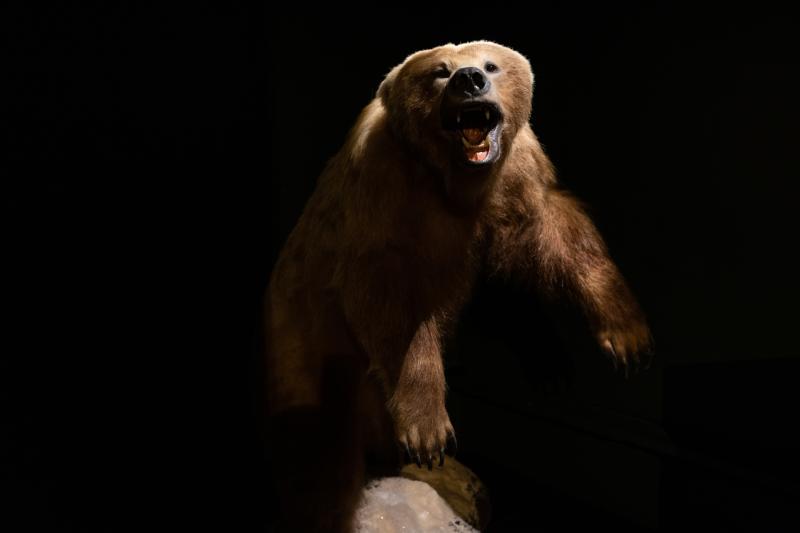 Mayo Museum upcoming free events: Bears, Brigid and Celtic myths