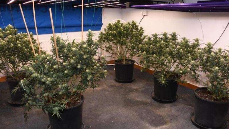 Cannabis plants seized as part garda raid of properties in north Mayo