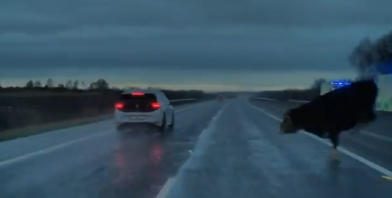 WATCH: Terrifying moment driver narrowly avoids crash with loose cow on Irish motorway