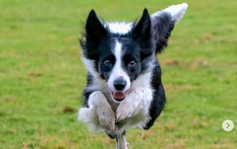 Puppy dumped in Tesco bag in Mayo will represent Ireland at world's biggest dog show next month