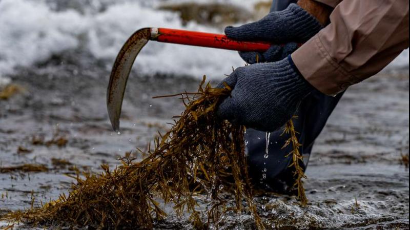 Seaweed Harvesting