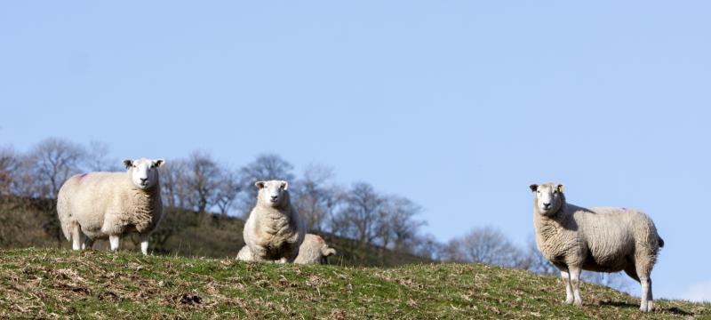 Mayo town to  host 2026 Teagasc National Hill Sheep Conference next week