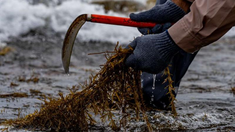 Seaweed Harvesting