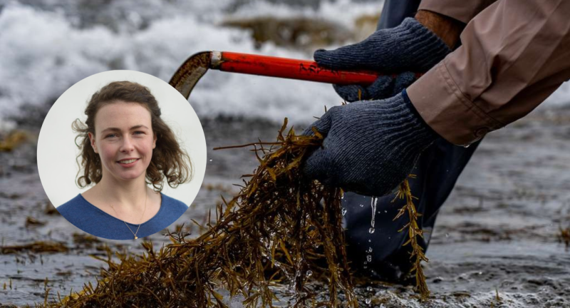 Saoirse McHugh on seaweed harvesting in Clew Bay