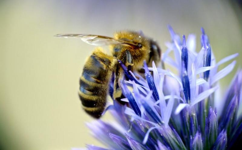 Are Mayo honeybees under threat?