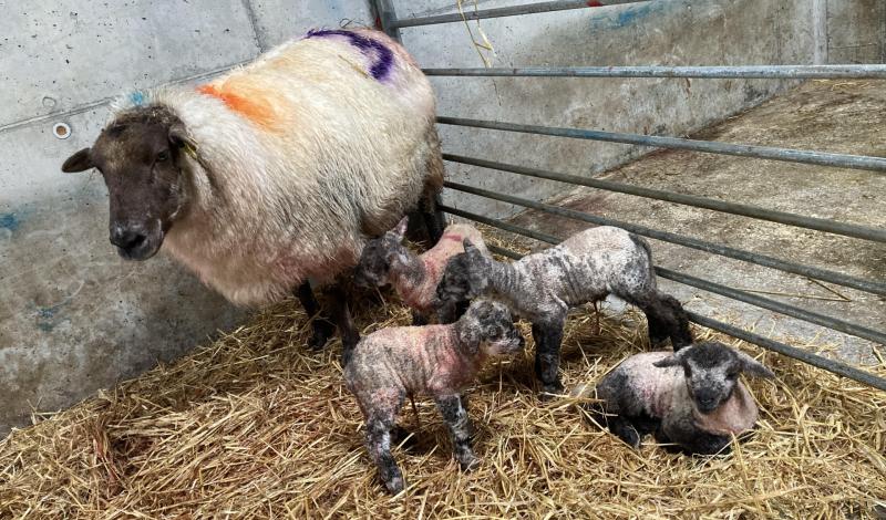 Incredible Mayo ewe gives birth to 24th lamb in six years