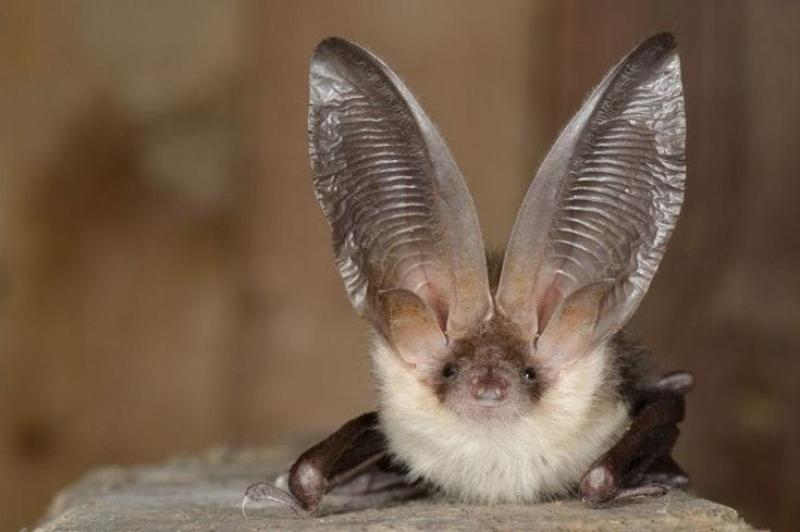 Grey long eared bat