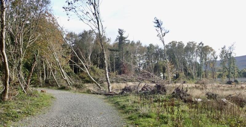 &euro;55m scheme to support forest owners after storm damage