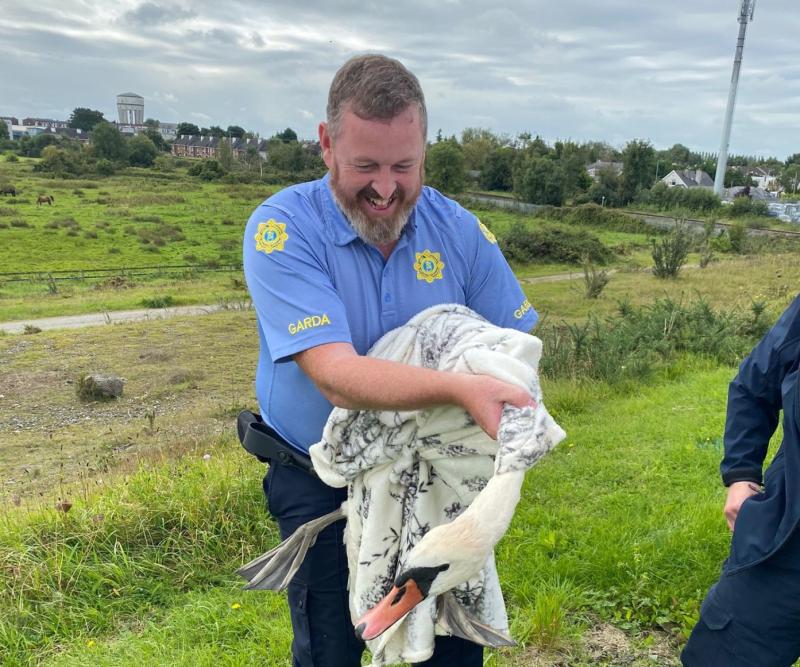 Garda rescues 'injured' swan 