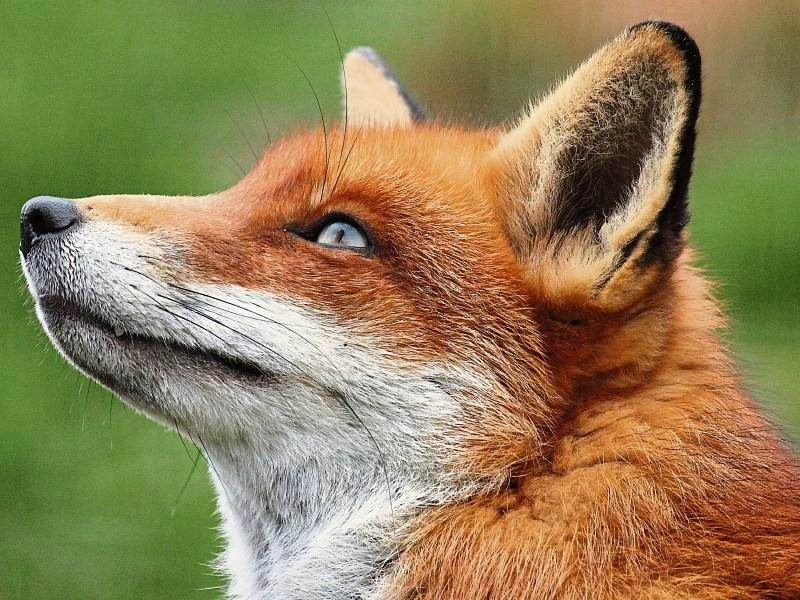 Making friends with foxes in Tipperary
