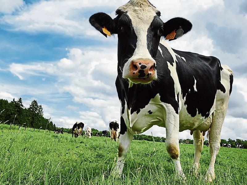 Bord Bia Chair under fire as Mayo farmers protest "betrayal" 