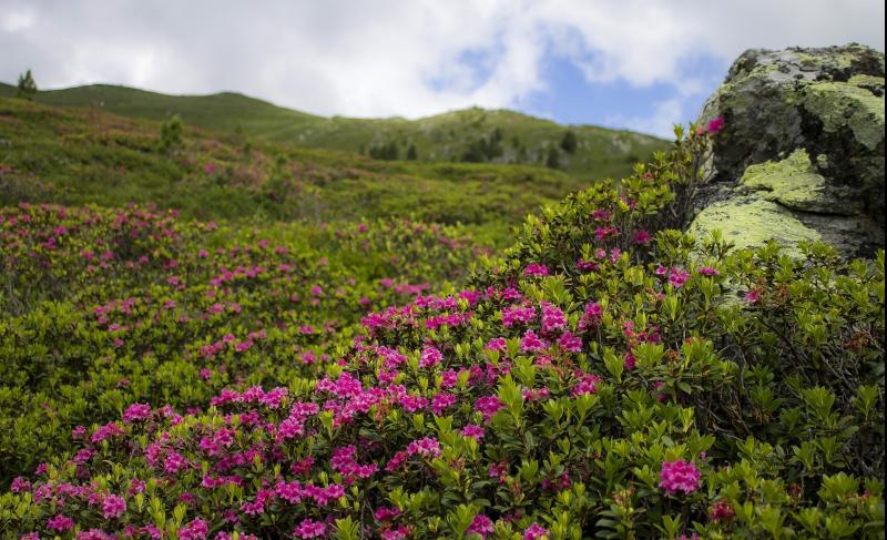 A Connemara wildlife project has restored over 1,000 hectares of blanket bog in and around Special Areas of Conservation across Galway and Mayo