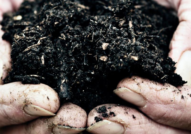 GARDENING The no-dig veg plot