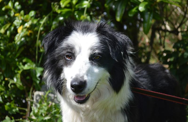 PETS’ CORNER August’s Mutt of the Month: Feather