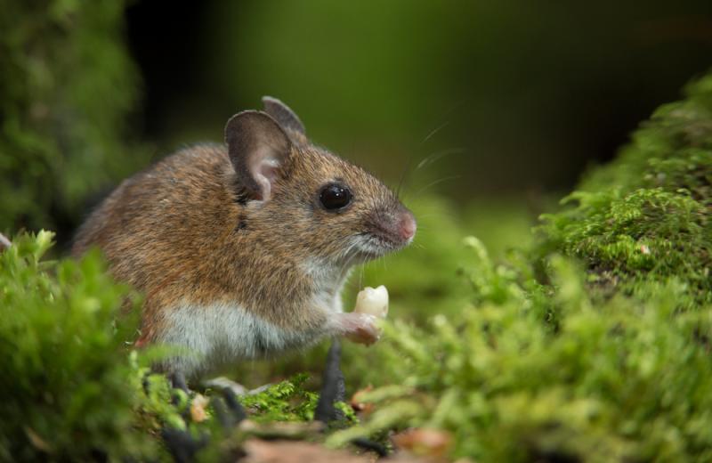 NATURE Of mice and men