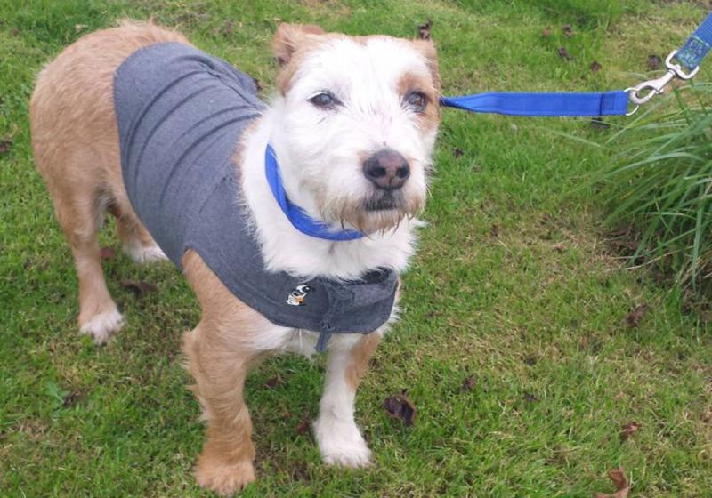 Meet December’s Mutt of the Month: Jacquie